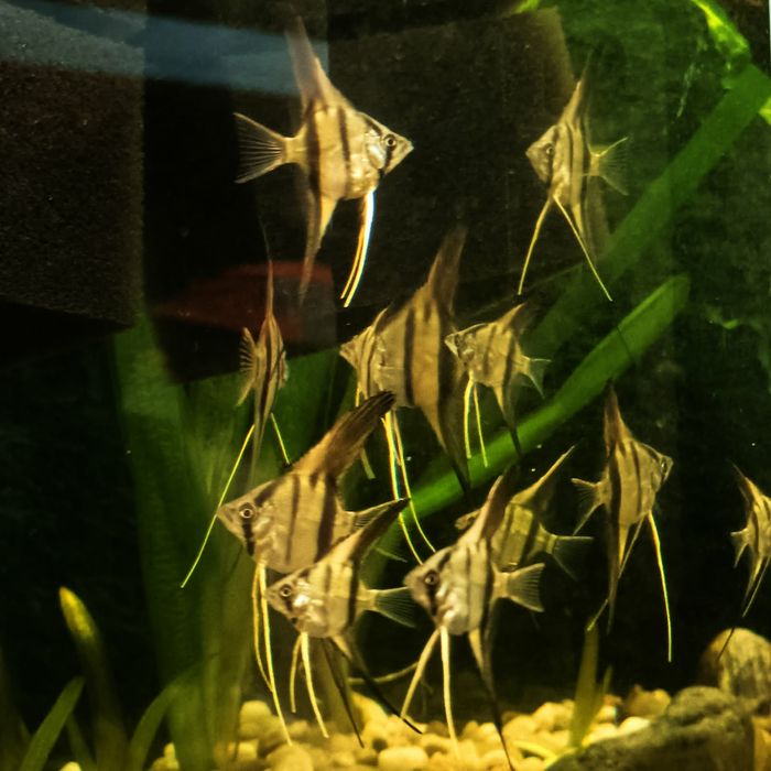 Skalary Rio Nanay (młode)