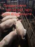 Продам свині 2025