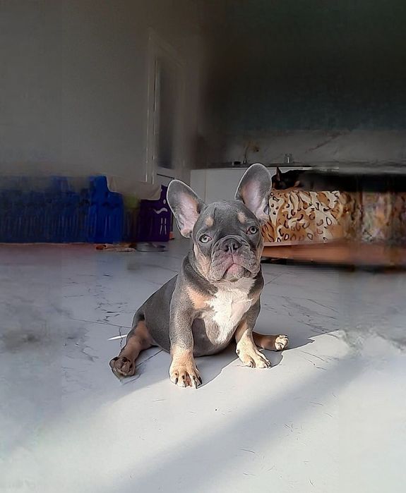 top..Щенок супер Лилак тан Зелёные глазки!