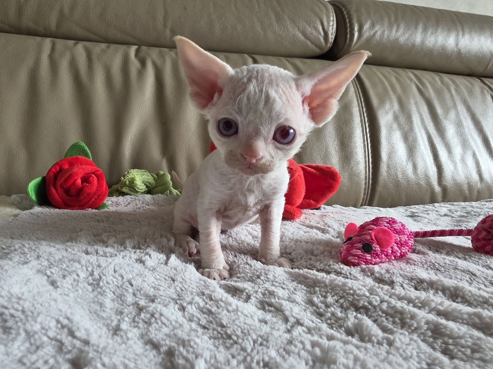 Devon Rex - Kasper - Dostępny Kocurek Point z Niebieskimi Oczkami