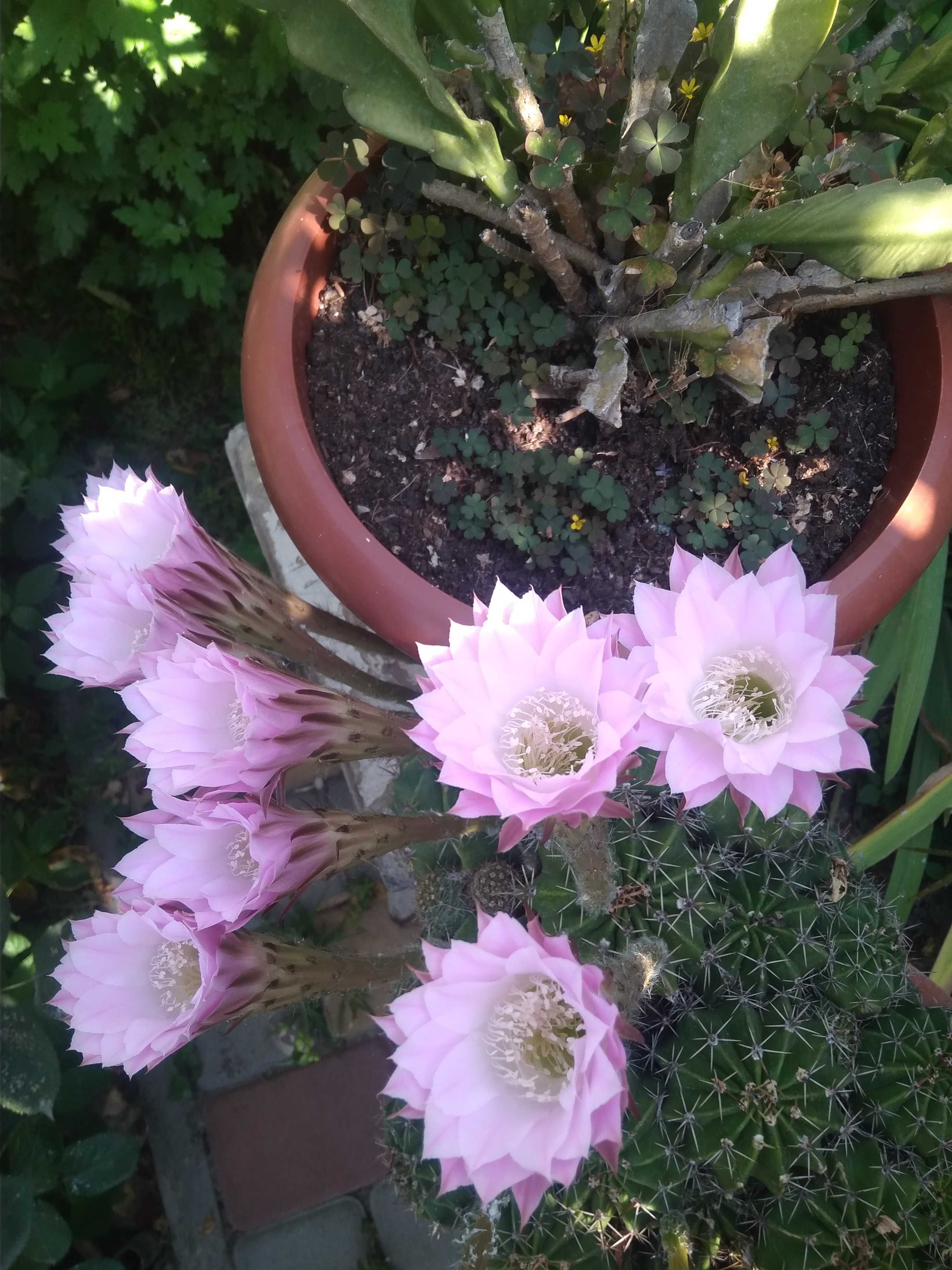 Кактусы -Эхинопсис сейчас все цветут,изумительной красоты