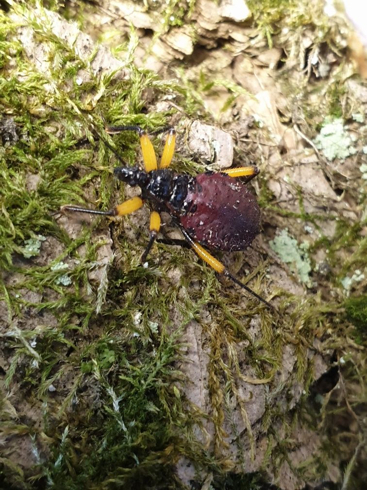 Хижі клопи platymeris biguttata,клопы-хищнецы