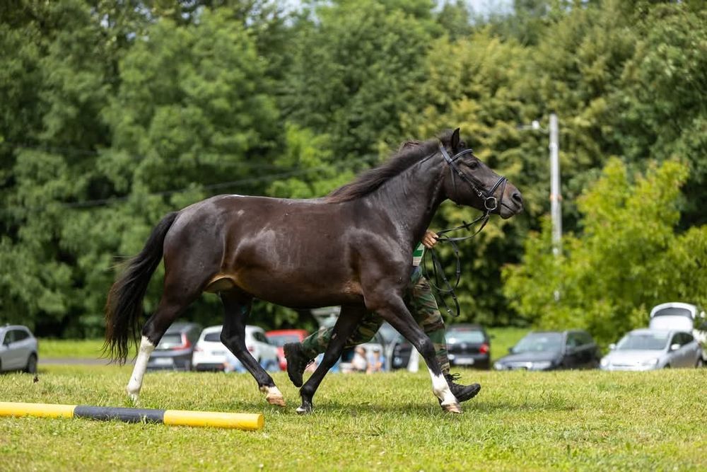Roczna klacz huculska, hucuł.