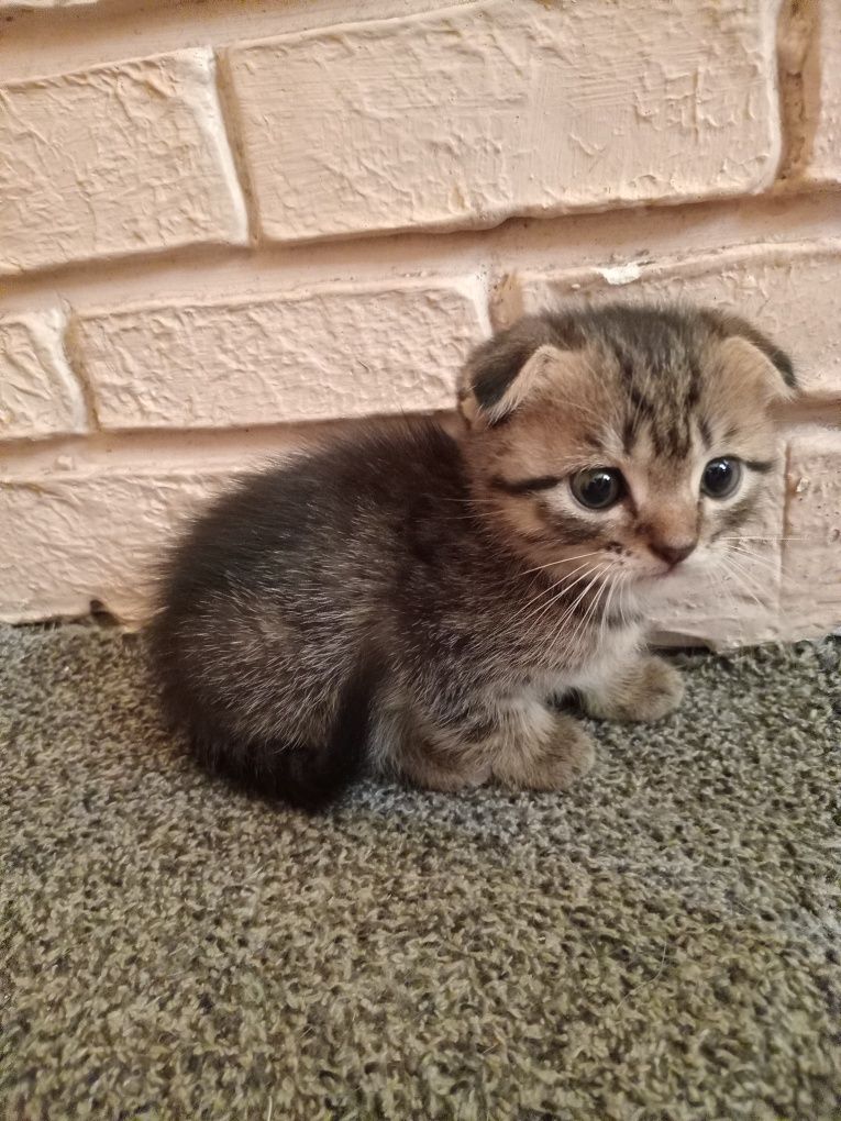 Шотландські кошенята .