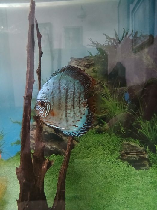 Дискусы нерестовая пара