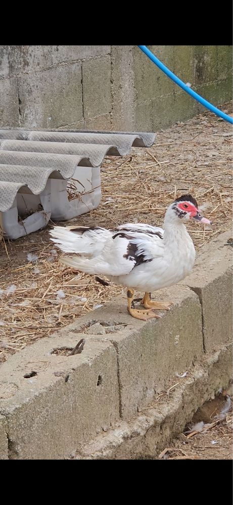 Vendo 4 patas novas