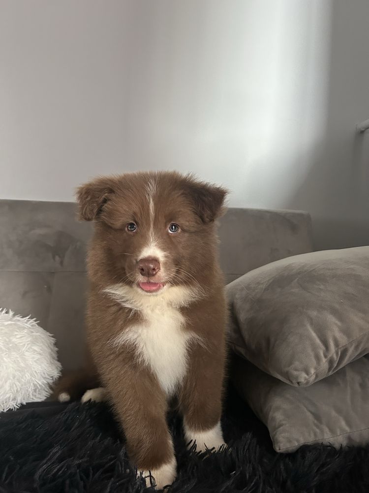 Piesek border collie czekoladowo-biały