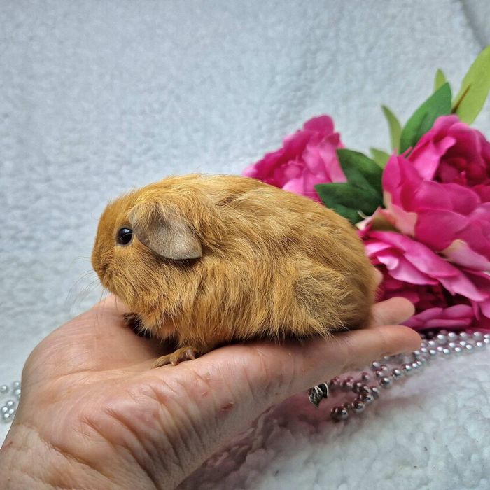 Морская свинка американская вислоухая,морские свинки