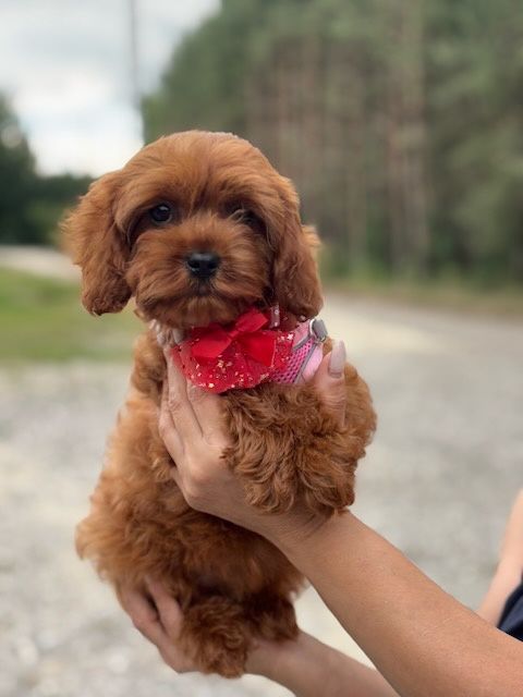 Cavapoo pudel toy suczka do odbioru!!