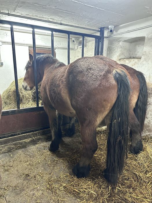 Klacze zimnokrwiste 2,5 letnie