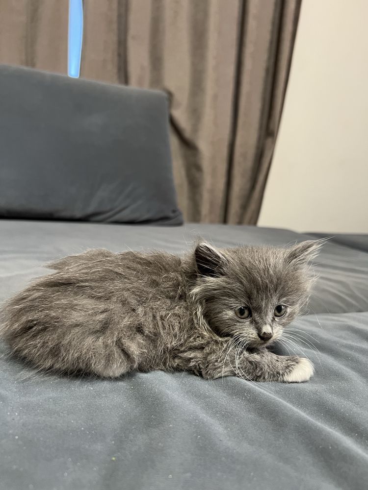 Кошенятка у хороші ручки)