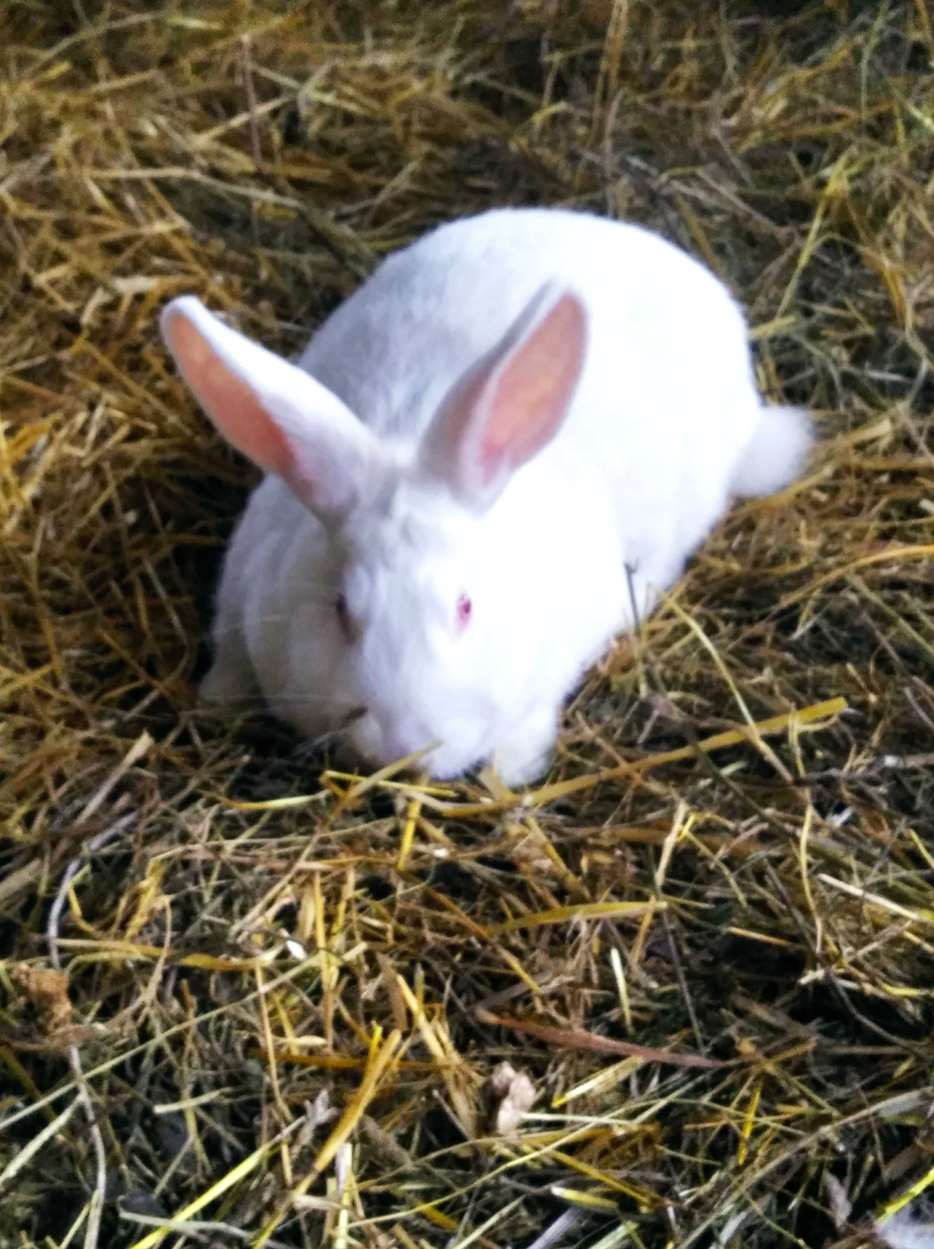 Продам кролів породи білий панони