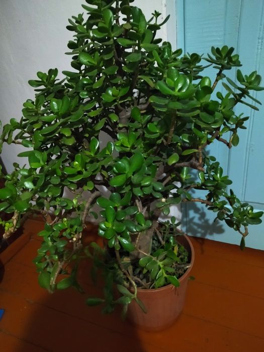 Продам вазон, Грошове дерево.