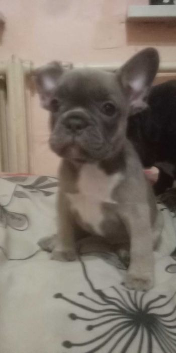 Щенки ФранцузскогО БульдогА