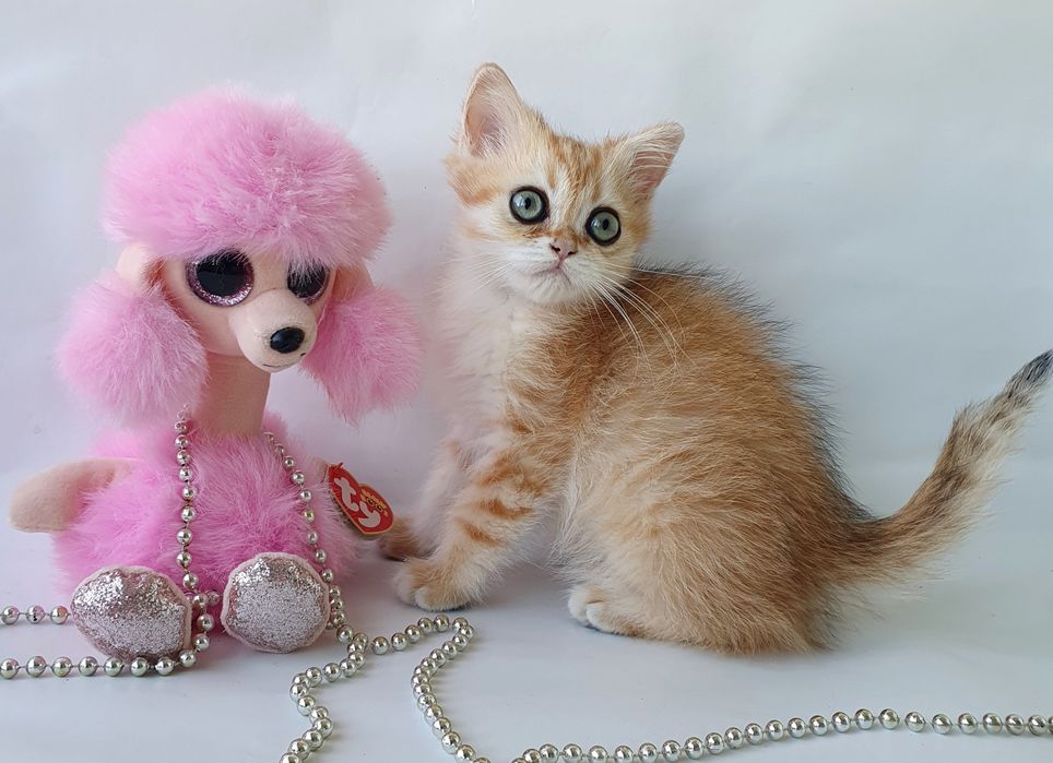 Золотая шиншилла кошечка друг и радость в доме. Котята котенок Киев