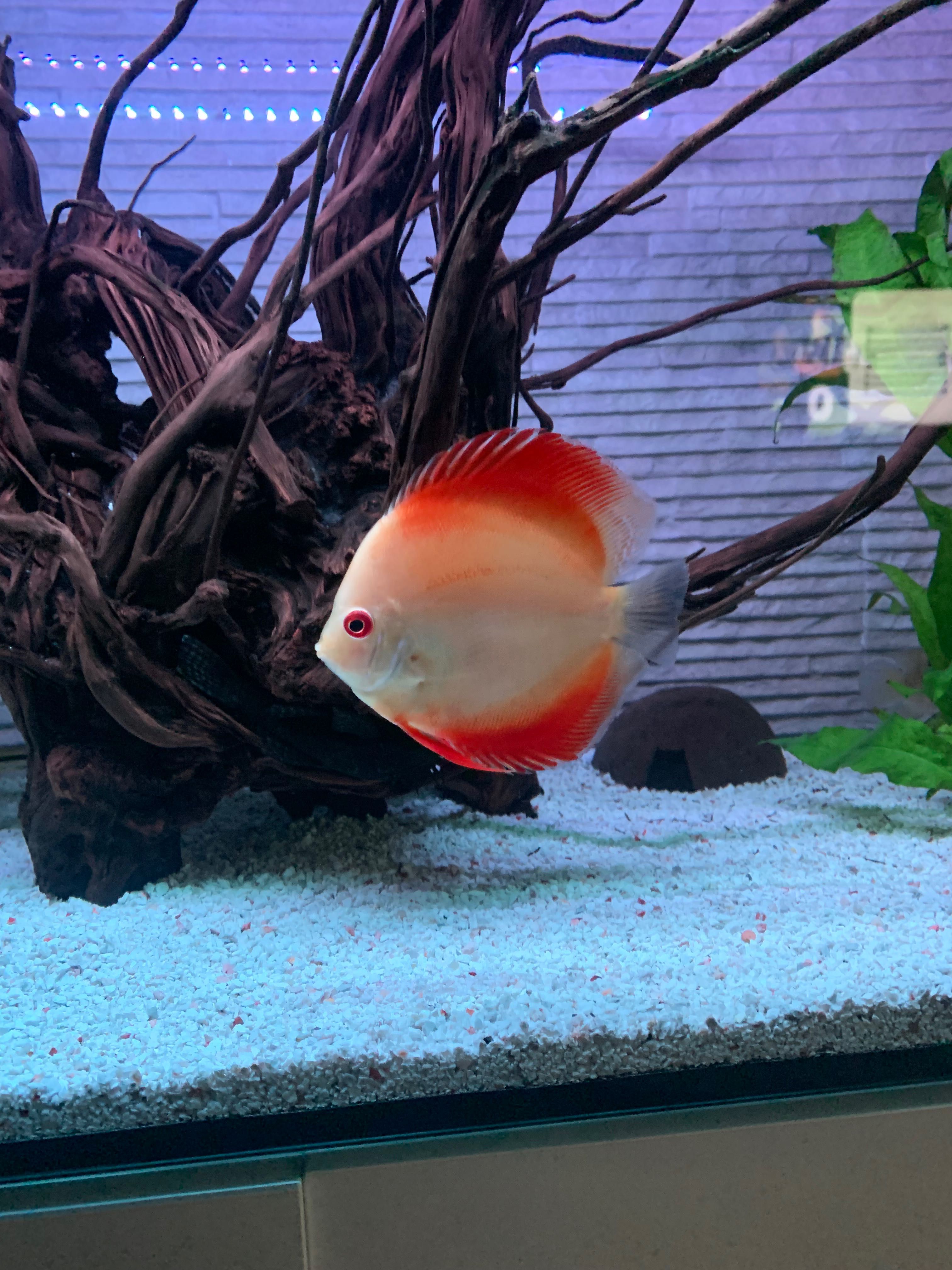 Discus com aproximadamente 10 cm