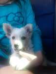 Szczeniak do adopcji.