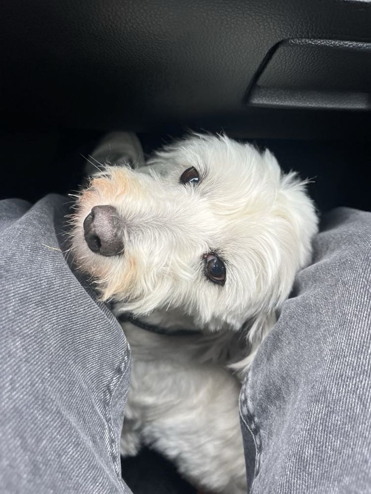 Pies w typie maltańczyka do adopcji