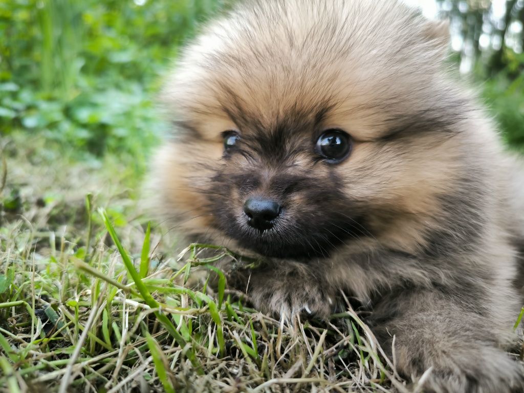 Szpic miniaturowy pomeranian samiec