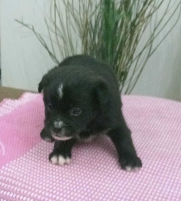 Cachorrinhas porte pequeno adoção responsável