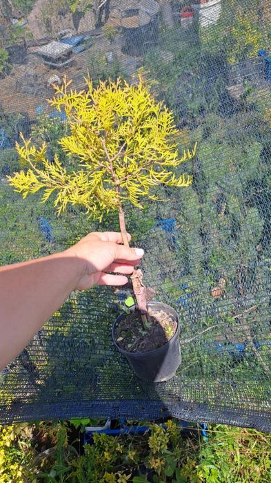 Міскантус Тамарікс Бересклет Туя на штамбі Кипарисовик лавсона Верба к