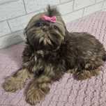 Shih Tzu Suczka czekoladowa