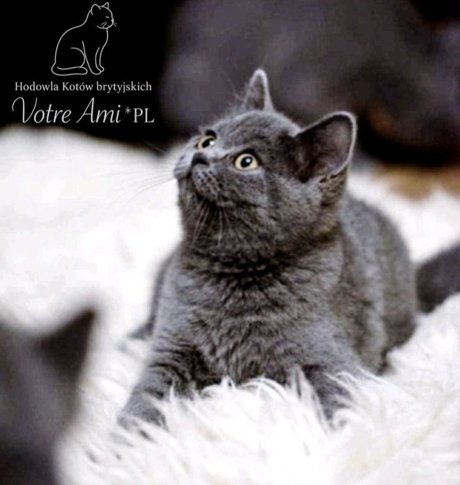 Piękny kotek brytyjski