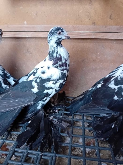 Widyny młode z tego roku