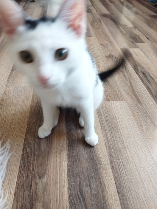 Oddam kotkę, drapak i resztę w dobre ręce