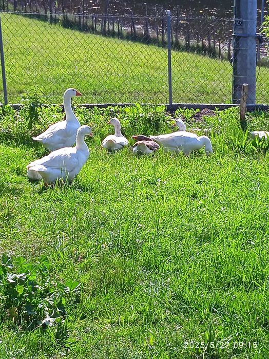 Gęsi koludzkie,landes