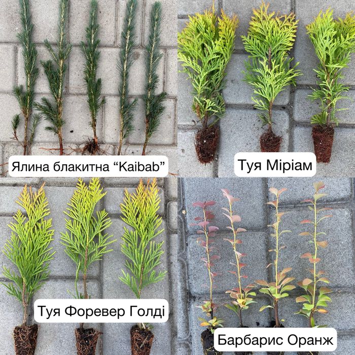 Модрина,Сосна звичайна,кримська,Ялина,Туї,Ялівці,Кипарисовики,Берези..