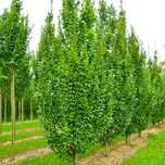 Grab Fastigiata 2,5-3m Sosnowiec w donicy Drzewa alejowe
