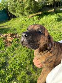 Presa Canario Macho