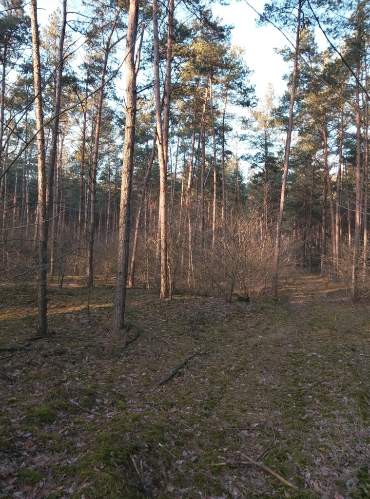 Sprzedam las iglasty, 1.11ha , ok 60 letni