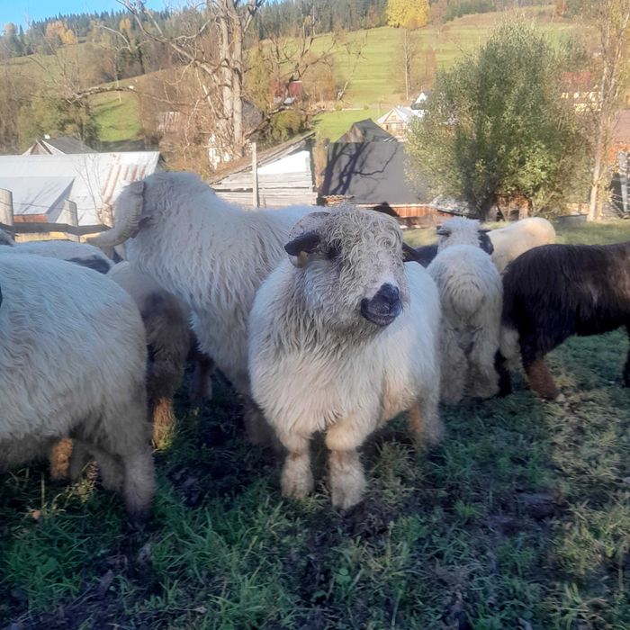 Sprzedam barana i owce do dalszego chowu