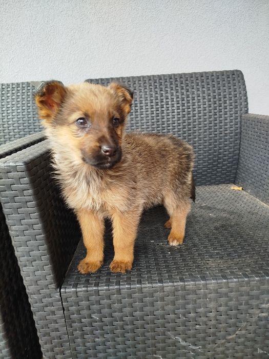 Oddam sunie w dobre ręce