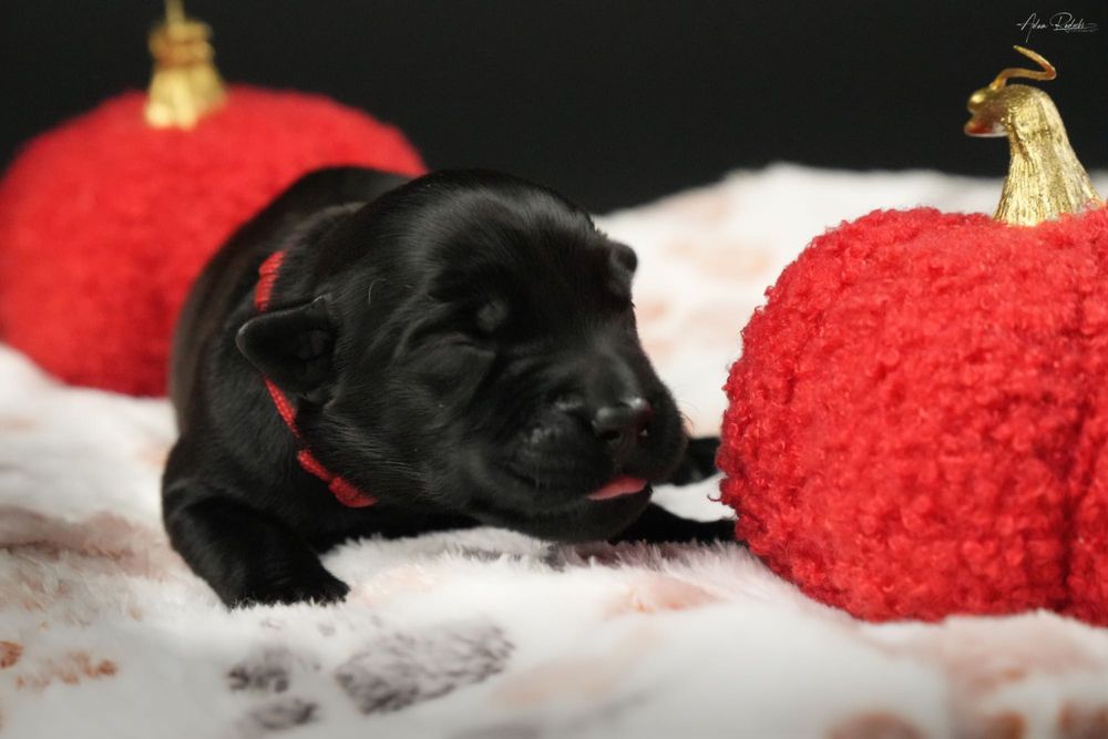 Sznaucer Olbrzym szczenię ZKwP rodzice import