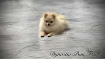 Szpic miniaturowy pomeranian FCI