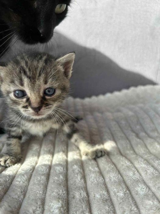 Oddam kotki 8 tygodniowe