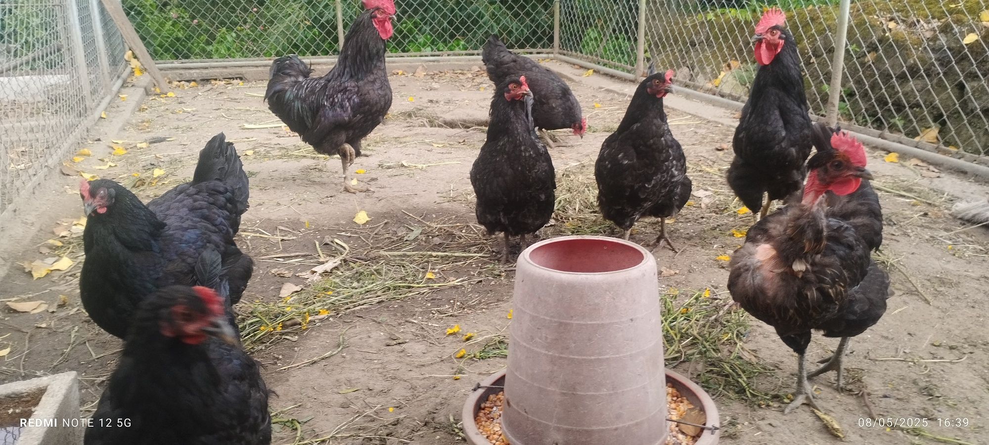 Galináceos de raça lusitana