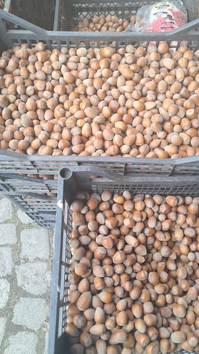 Sprzedam orzech laskowy