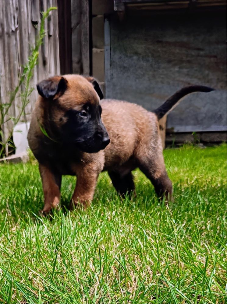 Owczarek belgijski malinois