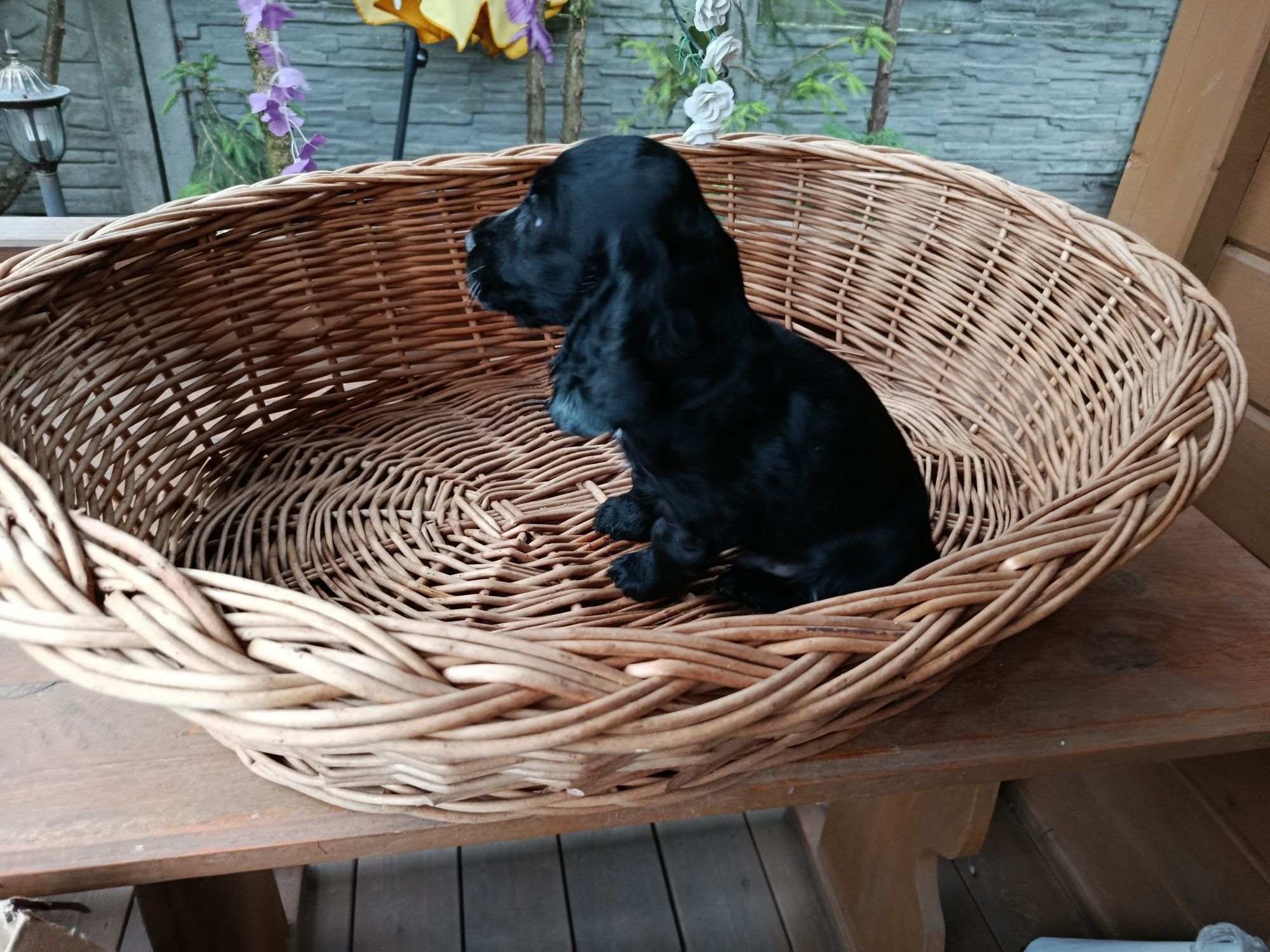 Cocker Spaniel angielski Piesek Rodowód