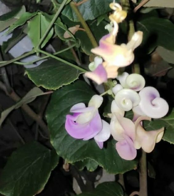 Planta já germinada de Vigna Caracala