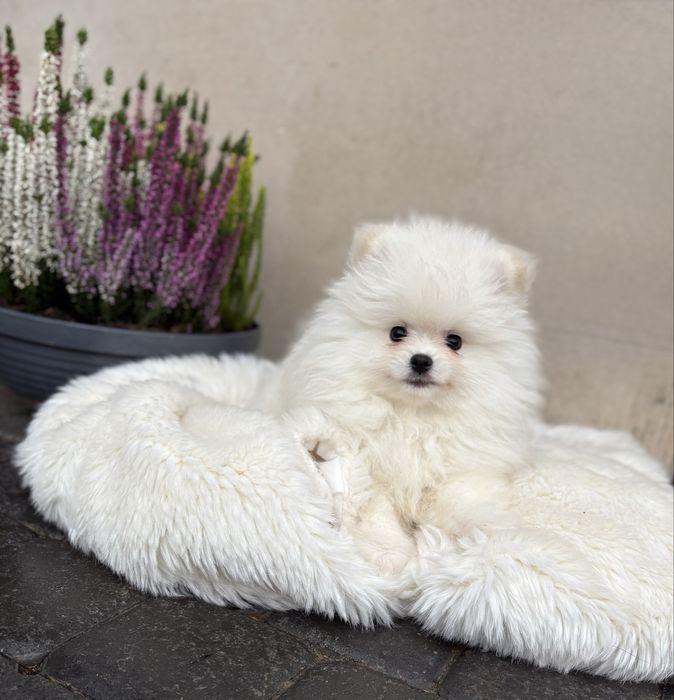 Puszysta biała suczka szpic miniaturowy Pomeranian