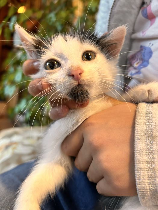 Kocieta szukają domu