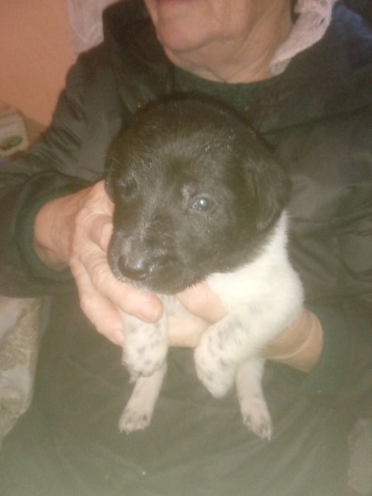 Отдам в хорошие руки, щенки охотничьей масти