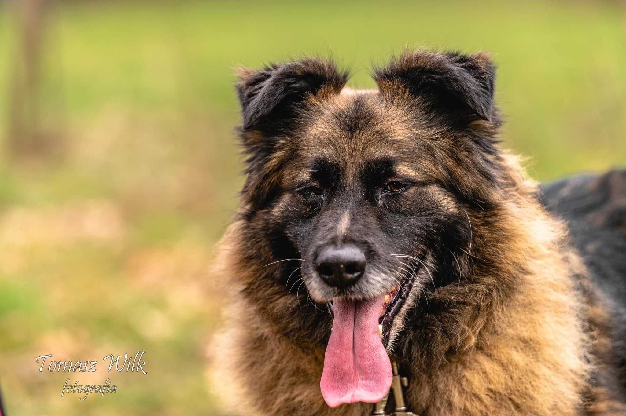 Szarek- silny pies w typie owczarka niemieckiego