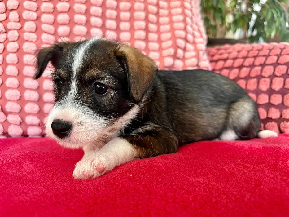 Wenus - mała psia dziewczynka do adopcji!