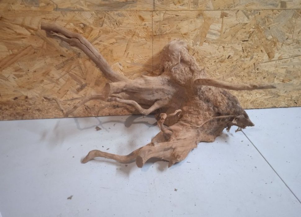 Korzeń Red Moore Woody 87